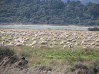 Albums/20060200-New Zealand 2006/20060313-Catlins/56